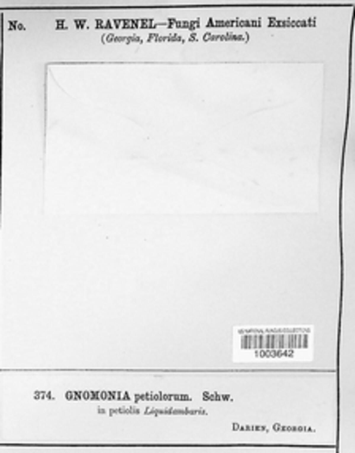 Ambarignomonia petiolorum image